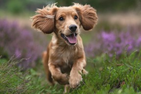 AYX官网-中国女篮加强体能训练 提升比赛持续作战能力，2021年6月中国女篮训练