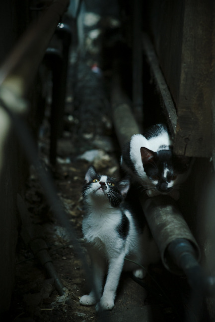 青少年体育活动评估体系，青少年体育锻炼活动方案