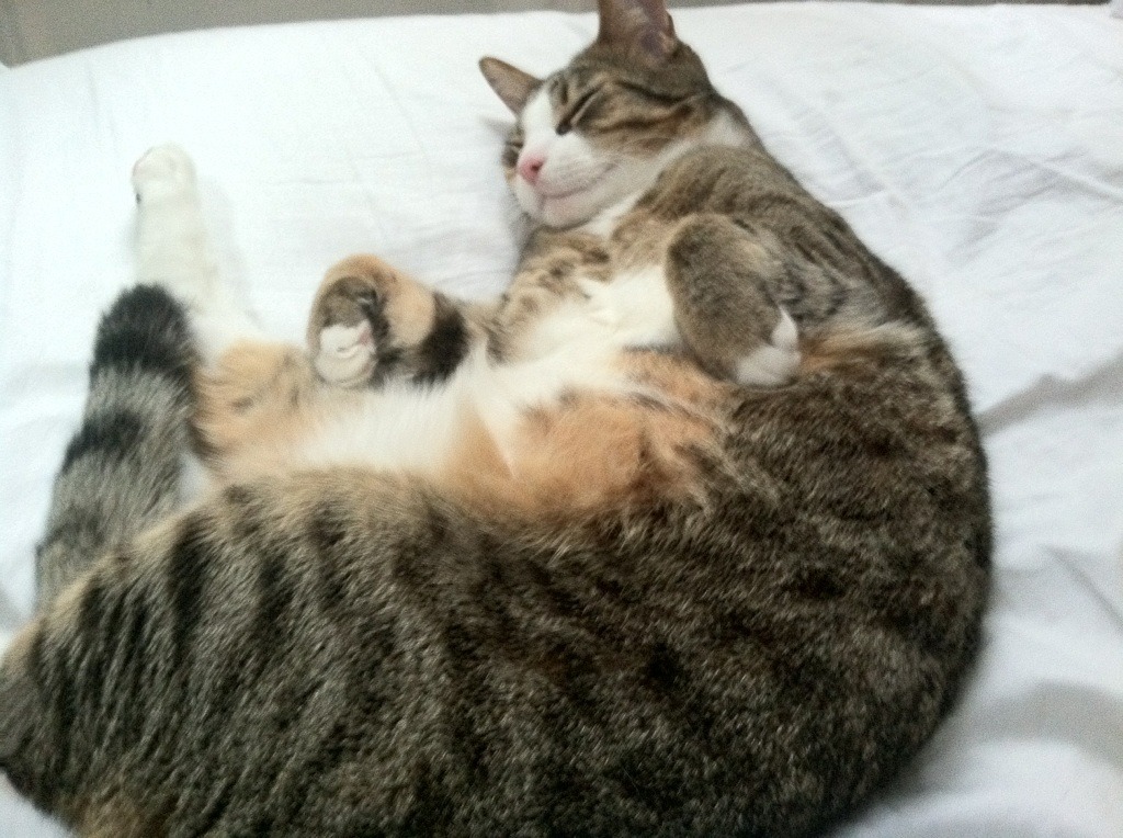 “简阳文体中心羽毛球赛:选手超高竞技状态,决战激烈”